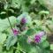 My Burdock Roots Avatar
